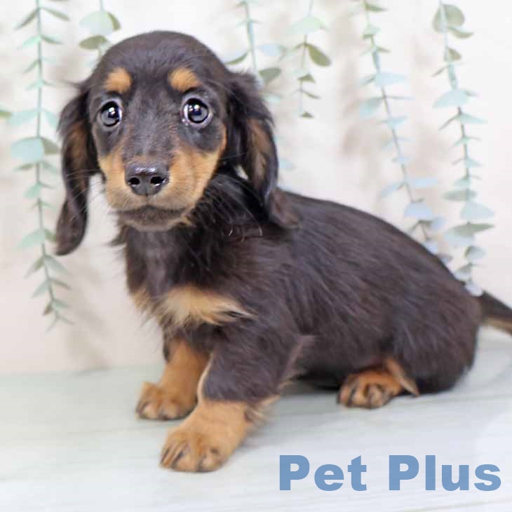 ミニチュア・ダックスフンド