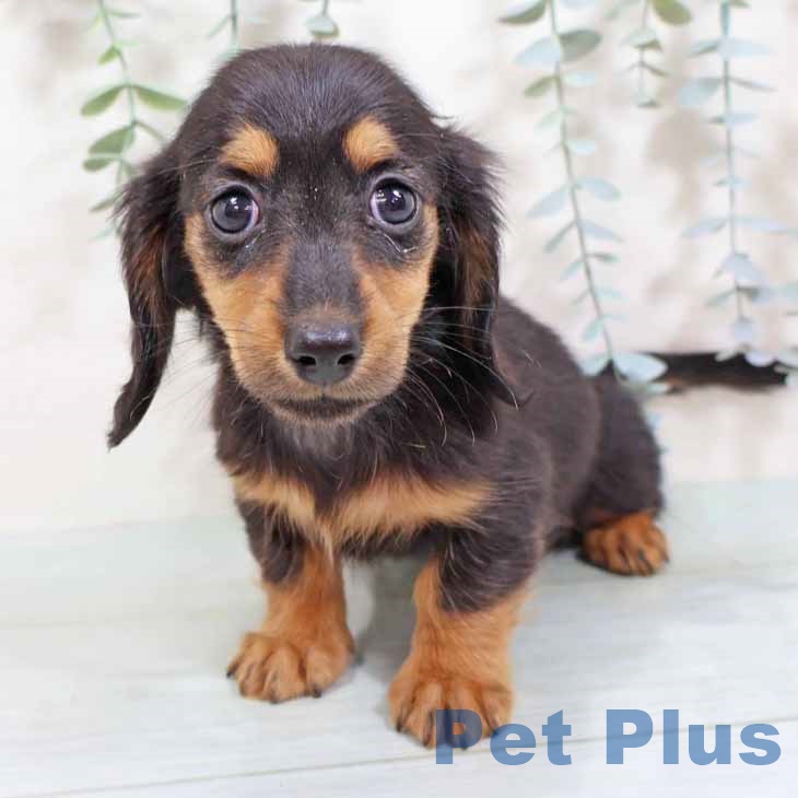 愛知県のミニチュアダックスフンド(ロング) (ペットプラス イオンモール長久手店/2025年9月2日生まれ/女の子/ブラックタン)の子犬の1枚目の画像
