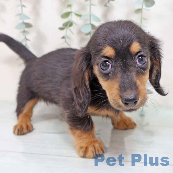 愛知県のミニチュアダックスフンド(ロング) (ペットプラス イオンモール長久手店/2025年9月2日生まれ/女の子/ブラックタン)の子犬の2枚目の画像