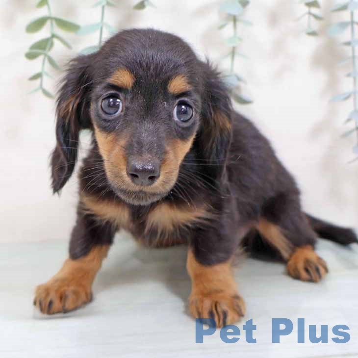 ミニチュア・ダックスフンドの写真2