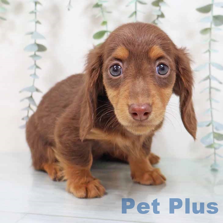 岐阜県のミニチュアダックスフンド(ロング) (ペットプラス 各務原店/2025年9月2日生まれ/女の子/チョコレートタン)の子犬
