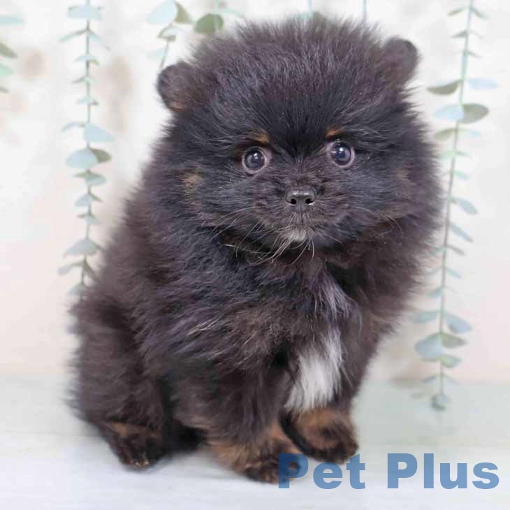 京都府のポメラニアン (ペットプラス 京都桂川店/2025年8月30日生まれ/男の子/ブラックタンホワイト)の子犬の1枚目の画像