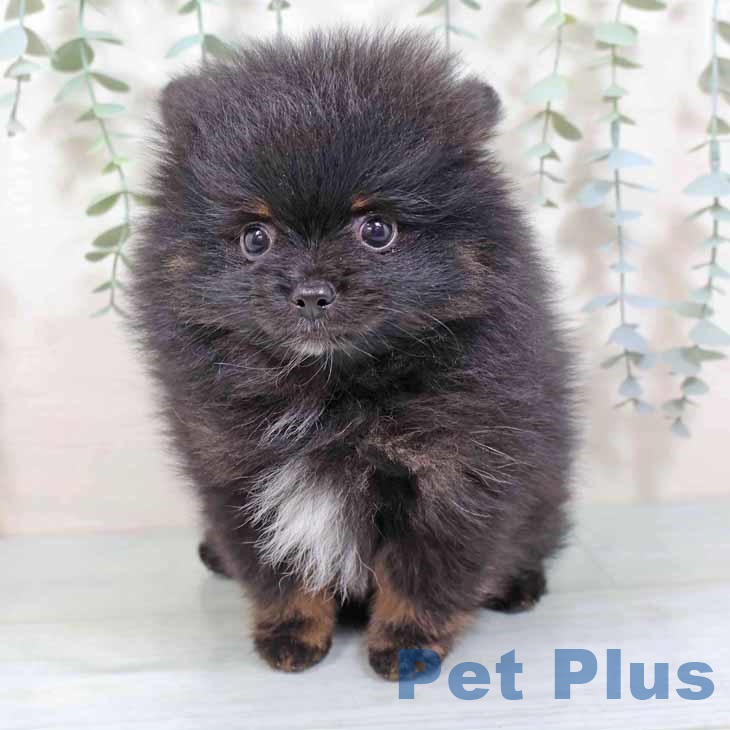 京都府のポメラニアン (ペットプラス 京都桂川店/2025年8月30日生まれ/男の子/ブラックタンホワイト)の子犬の2枚目の画像