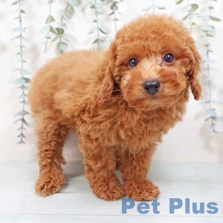 大阪府のトイプードル(トイ) (ペットプラス 大阪ドームシティ店/2025年9月2日生まれ/男の子/レッドフォーン)の子犬の1枚目の画像
