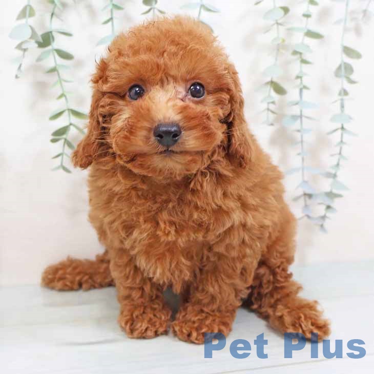 大阪府のトイプードル(トイ) (ペットプラス 大阪ドームシティ店/2025年9月2日生まれ/男の子/レッドフォーン)の子犬の2枚目の画像