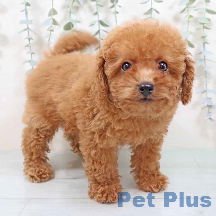 新潟県のトイプードル(トイ) (ペットプラス 新潟青山店/2025年9月2日生まれ/女の子/レッドフォーン)の子犬