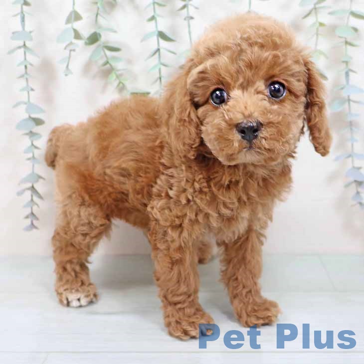 大阪府のトイプードル(トイ) (ペットプラス ららぽーと和泉店/2025年9月3日生まれ/男の子/レッドフォーン)の子犬の1枚目の画像