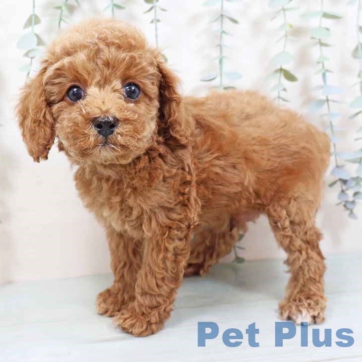 大阪府のトイプードル(トイ) (ペットプラス ららぽーと和泉店/2025年9月3日生まれ/男の子/レッドフォーン)の子犬の2枚目の画像