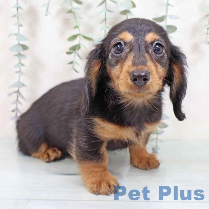 愛知県のミニチュアダックスフンド(ロング) (ペットプラス みなと店/2025年9月1日生まれ/女の子/ブラックタン)の子犬の1枚目の画像