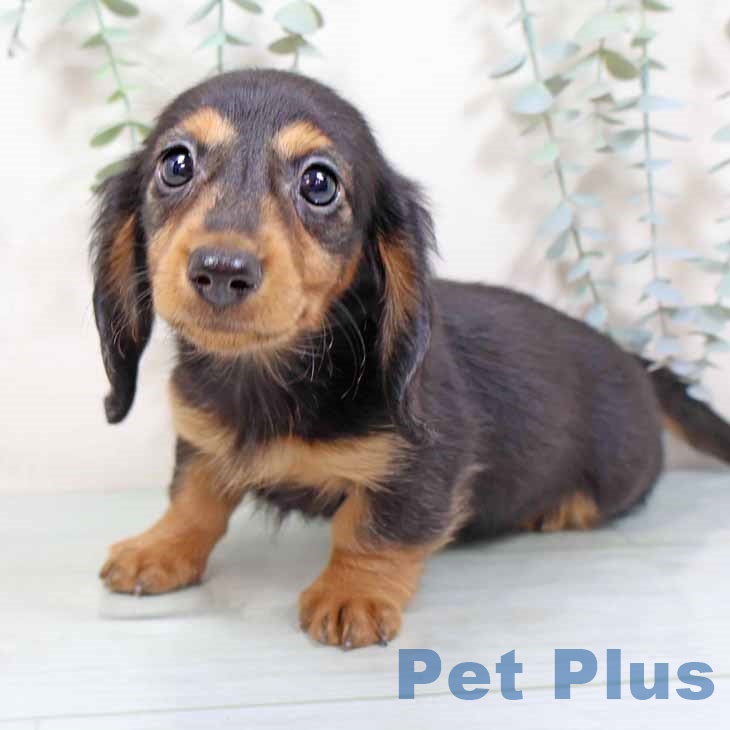 愛知県のミニチュアダックスフンド(ロング) (ペットプラス みなと店/2025年9月1日生まれ/女の子/ブラックタン)の子犬の2枚目の画像