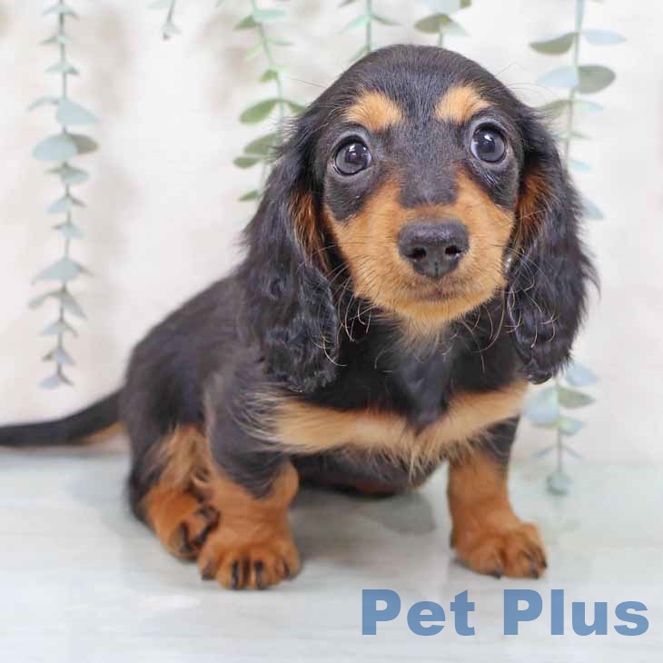 京都府のミニチュアダックスフンド(ロング) (ペットプラス イオンモールKYOTO店/2025年9月1日生まれ/女の子/ブラックタン)の子犬