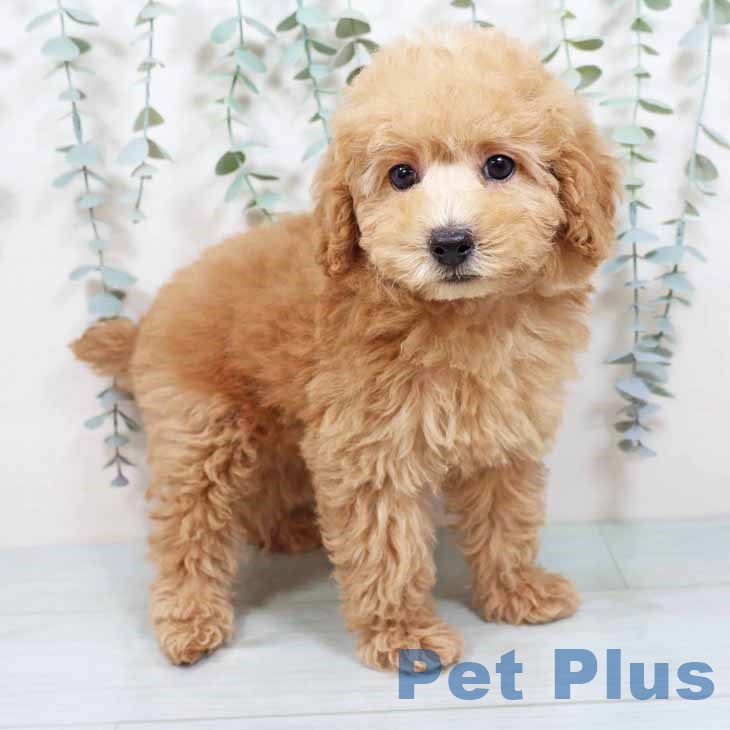 新潟県のトイプードル(トイ) (ペットプラス 新潟南店/2025年8月27日生まれ/男の子/オレンジフォーン)の子犬の1枚目の画像