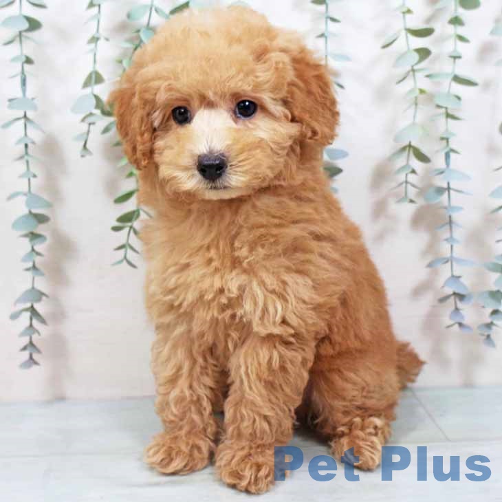 新潟県のトイプードル(トイ) (ペットプラス 新潟南店/2025年8月27日生まれ/男の子/オレンジフォーン)の子犬の2枚目の画像