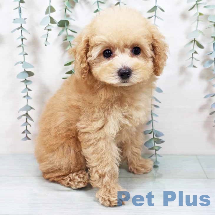 愛知県のトイプードル(トイ) (ペットプラス 熱田店/2025年8月27日生まれ/女の子/ペールフォーン)の子犬の1枚目の画像