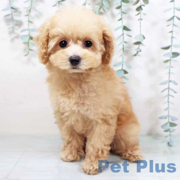 愛知県のトイプードル(トイ) (ペットプラス 熱田店/2025年8月27日生まれ/女の子/ペールフォーン)の子犬の2枚目の画像