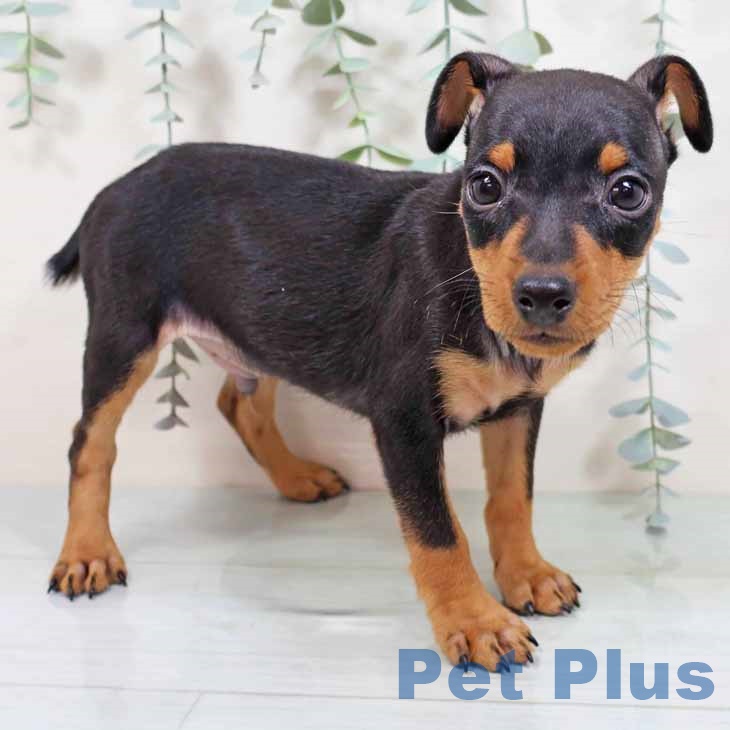 大阪府のミニチュアピンシャー (ペットプラス 四條畷店/2025年9月2日生まれ/男の子/ブラックタン)の子犬の1枚目の画像