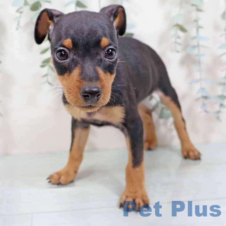 大阪府のミニチュアピンシャー (ペットプラス 四條畷店/2025年9月2日生まれ/男の子/ブラックタン)の子犬の2枚目の画像