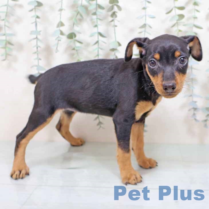 ミニチュア・ピンシャー