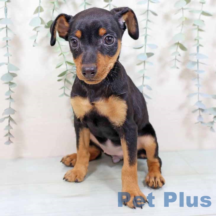 ミニチュア・ピンシャー