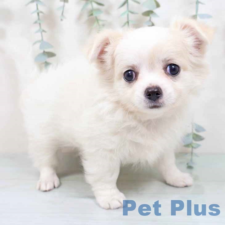 新潟県のチワワ(ロング) (ペットプラス 新潟南店/2025年9月2日生まれ/男の子/ホワイトクリーム)の子犬の1枚目の画像