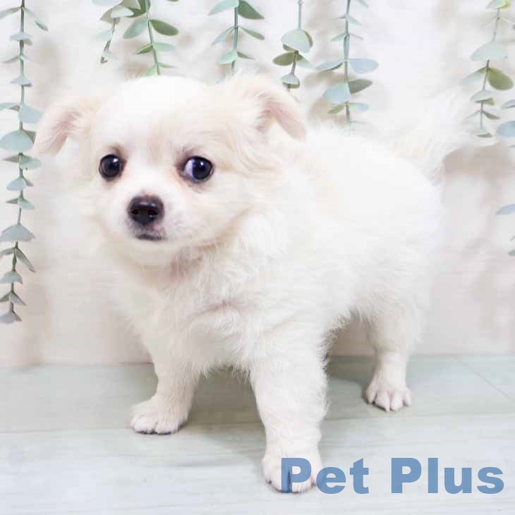 新潟県のチワワ(ロング) (ペットプラス 新潟南店/2025年9月2日生まれ/男の子/ホワイトクリーム)の子犬の2枚目の画像