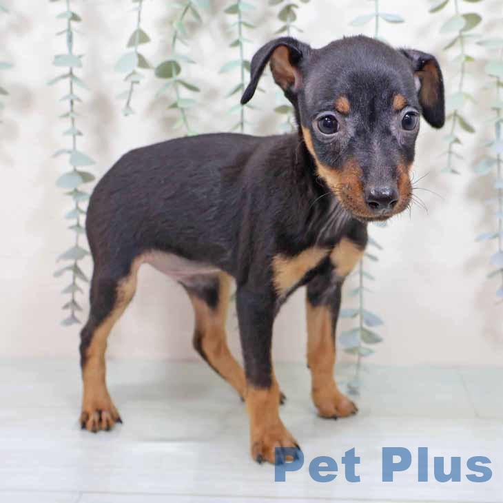 大阪府のミニチュアピンシャー (ペットプラス イオン大日店/2025年9月3日生まれ/男の子/ブラックタン)の子犬の1枚目の画像