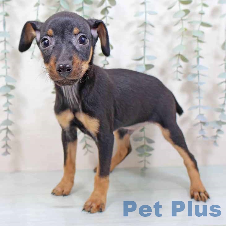 大阪府のミニチュアピンシャー (ペットプラス イオン大日店/2025年9月3日生まれ/男の子/ブラックタン)の子犬の2枚目の画像