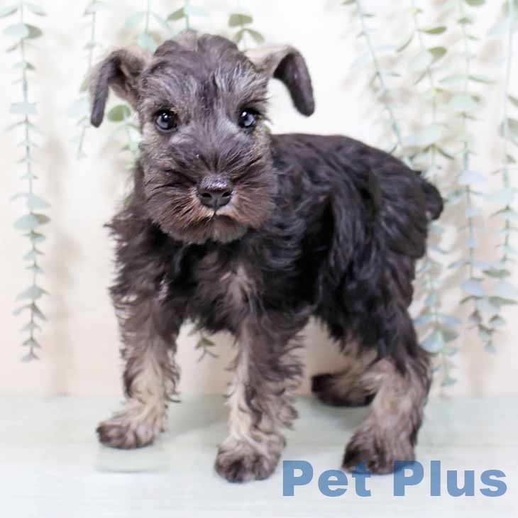 大阪府のミニチュアシュナウザー (ペットプラス 堺北花田店/2025年9月1日生まれ/女の子/ソルトペッパー)の子犬の1枚目の画像