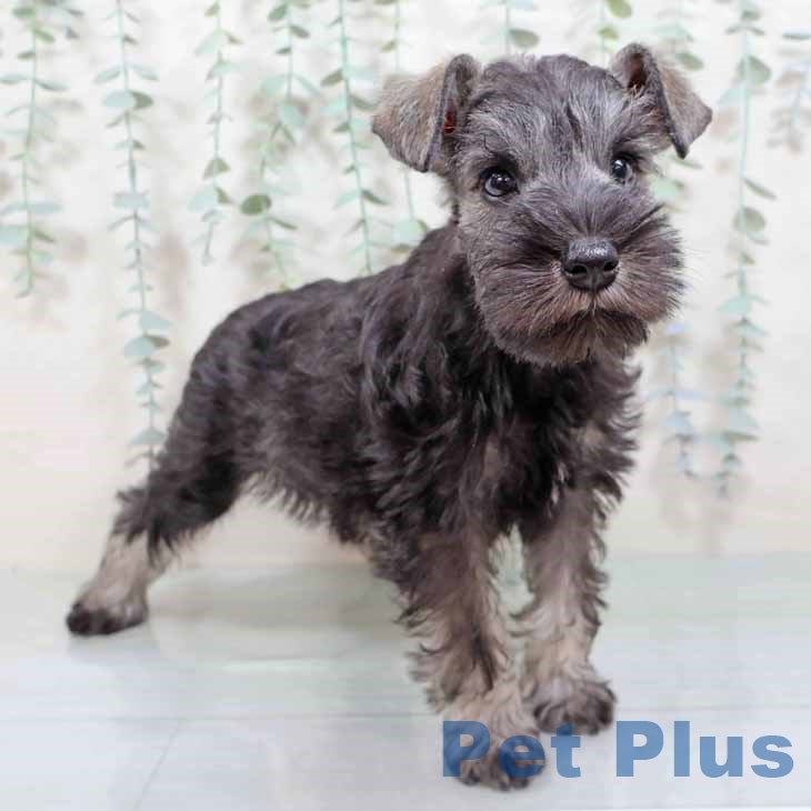 大阪府のミニチュアシュナウザー (ペットプラス 堺北花田店/2025年9月1日生まれ/女の子/ソルトペッパー)の子犬の2枚目の画像