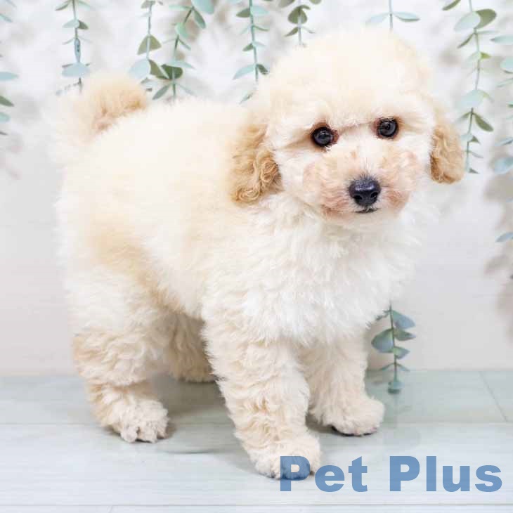 奈良県のトイプードル(トイ) (ペットプラス 大和郡山店/2025年9月3日生まれ/男の子/ペールフォーン)の子犬の1枚目の画像