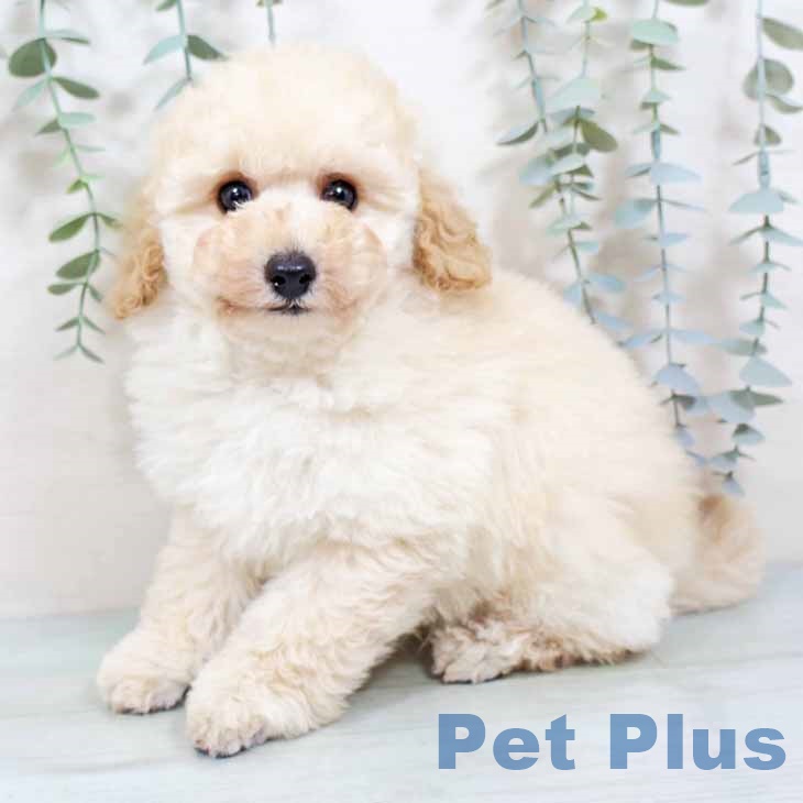 奈良県のトイプードル(トイ) (ペットプラス 大和郡山店/2025年9月3日生まれ/男の子/ペールフォーン)の子犬の2枚目の画像