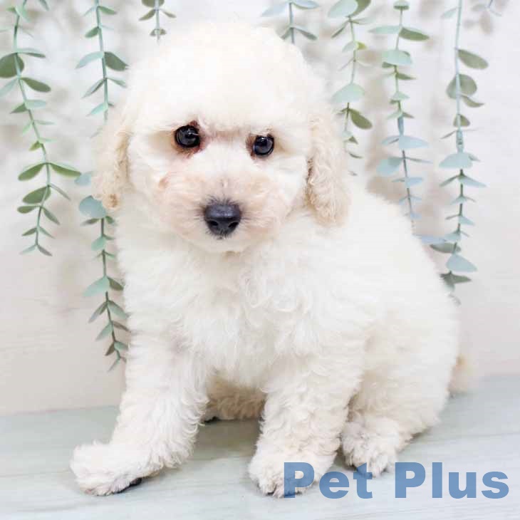 大阪府のトイプードル(トイ) (ペットプラス 鶴見店/2025年9月3日生まれ/男の子/ホワイト)の子犬の2枚目の画像