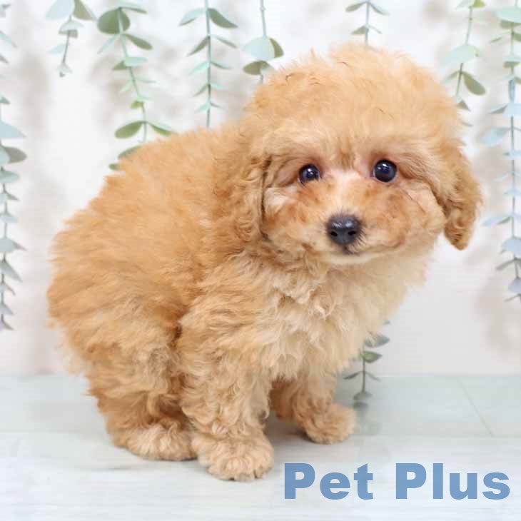 奈良県のトイプードル(トイ) (ペットプラス 大和郡山店/2025年9月3日生まれ/男の子/オレンジフォーン)の子犬の1枚目の画像