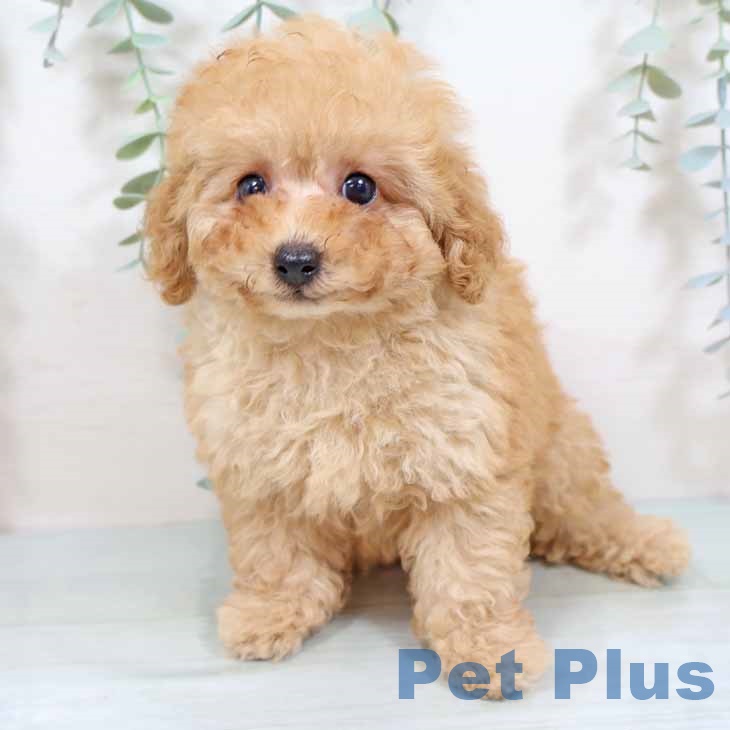 奈良県のトイプードル(トイ) (ペットプラス 大和郡山店/2025年9月3日生まれ/男の子/オレンジフォーン)の子犬の2枚目の画像