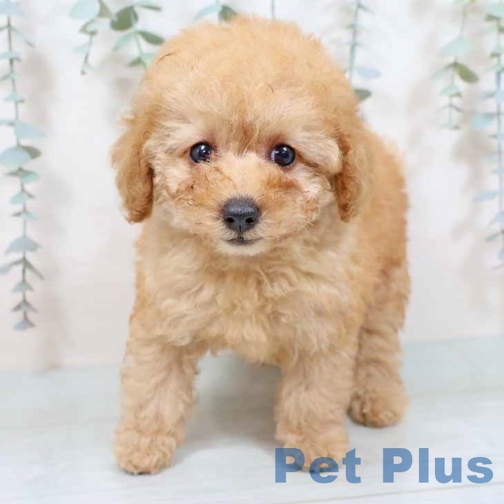 愛知県のトイプードル(トイ) (ペットプラス mozoワンダーシティ店/2025年9月3日生まれ/女の子/オレンジフォーン)の子犬の1枚目の画像