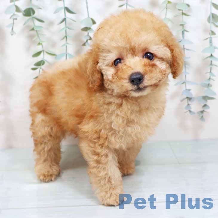 愛知県のトイプードル(トイ) (ペットプラス mozoワンダーシティ店/2025年9月3日生まれ/女の子/オレンジフォーン)の子犬の2枚目の画像
