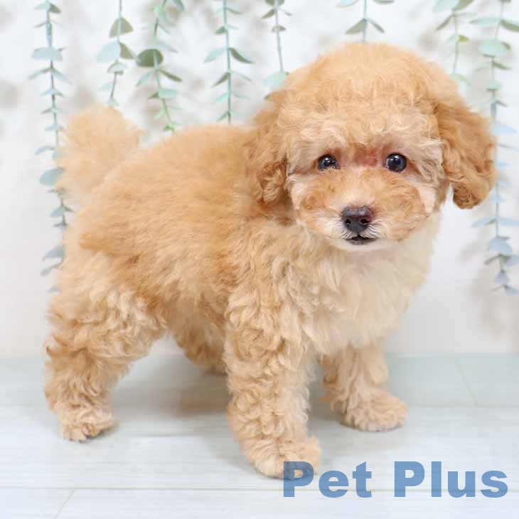 愛知県のトイプードル(トイ) (ペットプラス みなと店/2025年9月3日生まれ/女の子/オレンジフォーン)の子犬の1枚目の画像