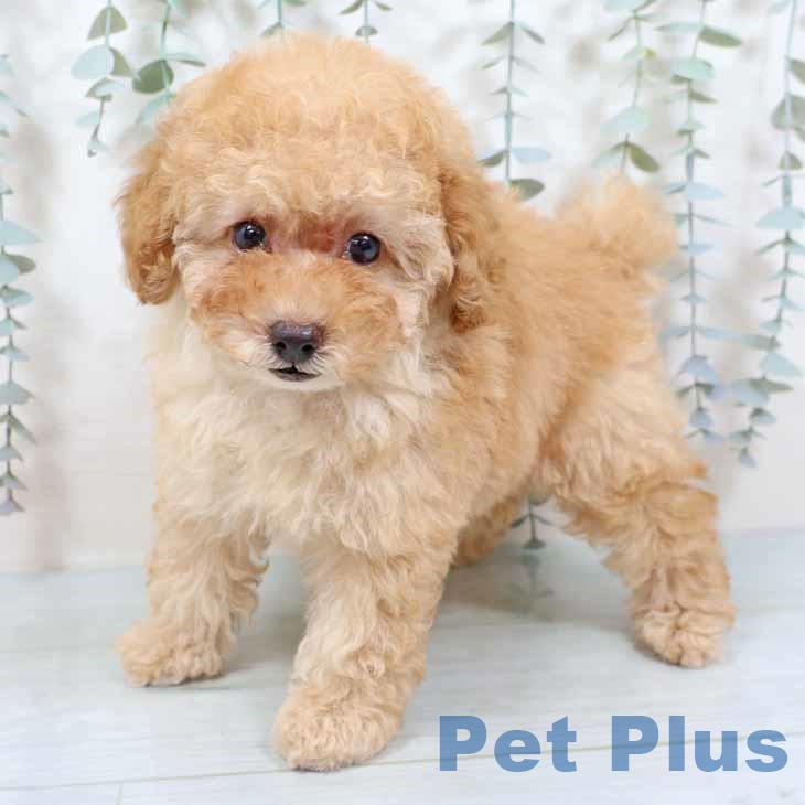 愛知県のトイプードル(トイ) (ペットプラス みなと店/2025年9月3日生まれ/女の子/オレンジフォーン)の子犬の2枚目の画像