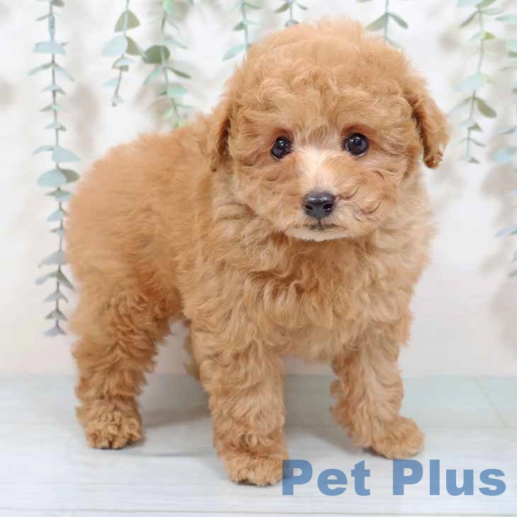 大阪府のトイプードル(トイ) (ペットプラス ららぽーと和泉店/2025年9月3日生まれ/男の子/オレンジフォーン)の子犬の1枚目の画像