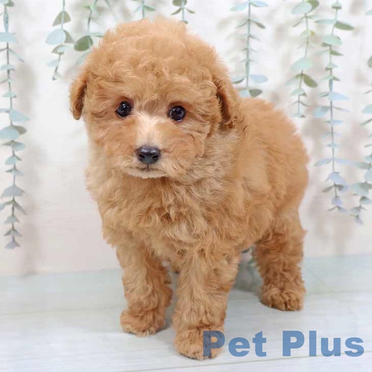 大阪府のトイプードル(トイ) (ペットプラス ららぽーと和泉店/2025年9月3日生まれ/男の子/オレンジフォーン)の子犬の2枚目の画像