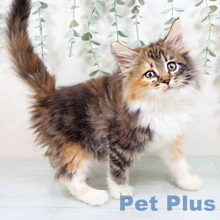 ノルウェージャンフォレストキャット