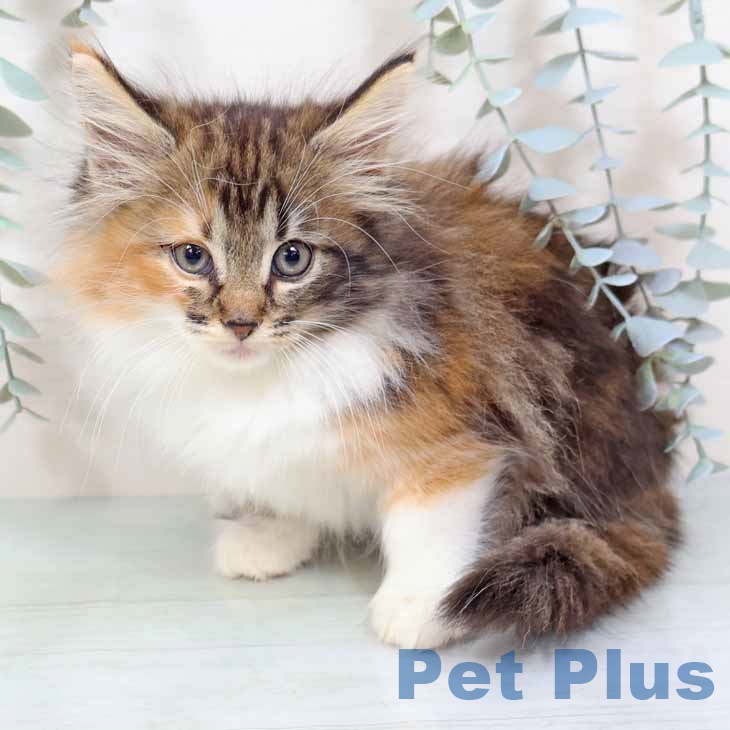 ノルウェージャンフォレストキャット