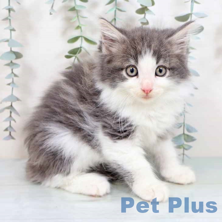大阪府のノルウェージャンフォレストキャット (ペットプラス 鶴見店/2025年9月1日生まれ/男の子/ブルーホワイト)の子猫の1枚目の画像