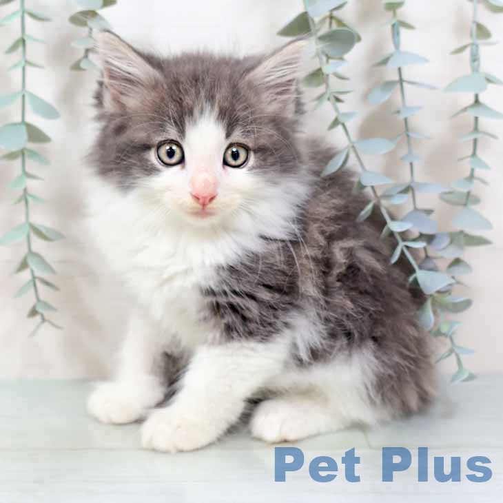 大阪府のノルウェージャンフォレストキャット (ペットプラス 鶴見店/2025年9月1日生まれ/男の子/ブルーホワイト)の子猫の2枚目の画像