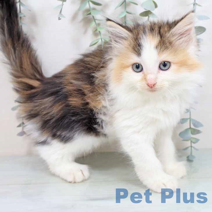 ノルウェージャンフォレストキャット