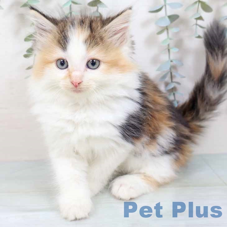 ノルウェージャンフォレストキャット