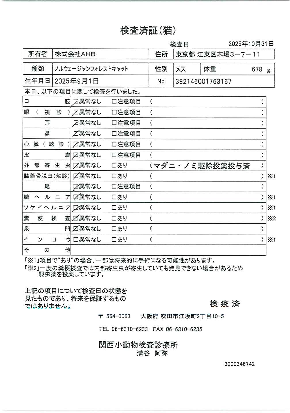 ノルウェージャンフォレストキャット
