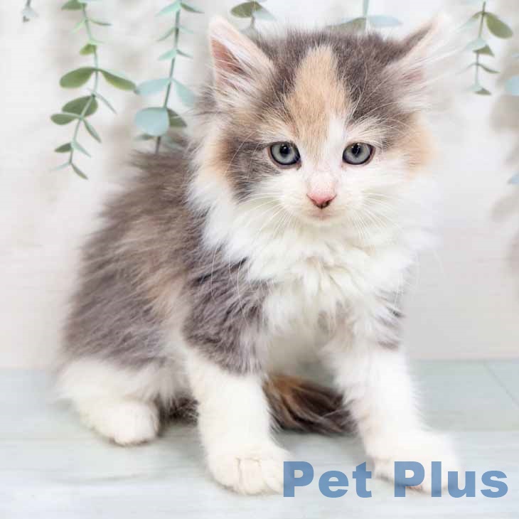 ノルウェージャンフォレストキャット