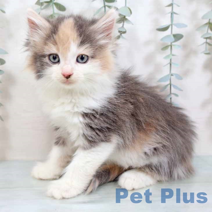 ノルウェージャンフォレストキャットの写真2