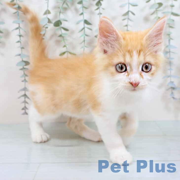 ノルウェージャンフォレストキャット